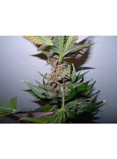 Prevent Bud Rot Weed (2)